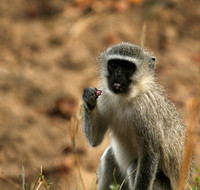At Mala Mala game reserve