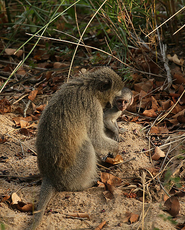 At Mala Mala game reserve