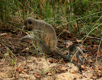 At Mala Mala game reserve