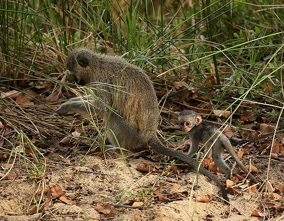 At Mala Mala game reserve