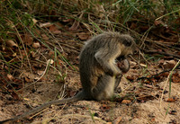 At Mala Mala game reserve