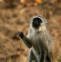 At Mala Mala game reserve