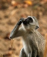 At Mala Mala game reserve