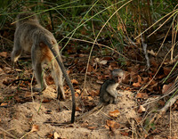 At Mala Mala game reserve