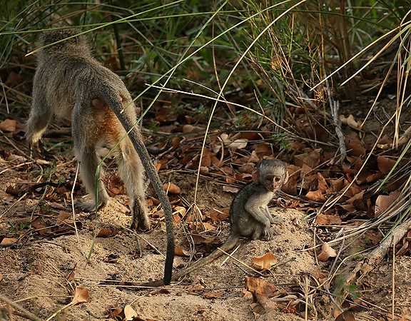 At Mala Mala game reserve