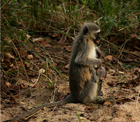 At Mala Mala game reserve