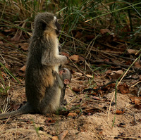 At Mala Mala game reserve
