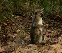 At Mala Mala game reserve