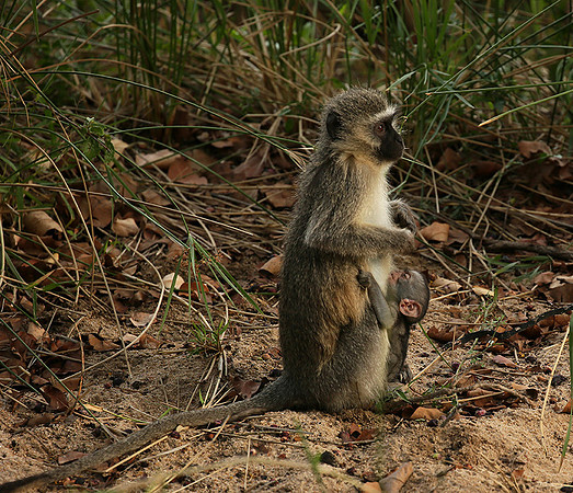 At Mala Mala game reserve