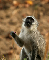 At Mala Mala game reserve
