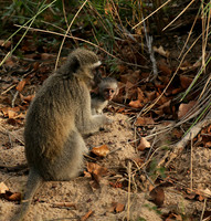 At Mala Mala game reserve