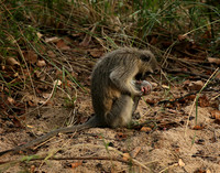 At Mala Mala game reserve