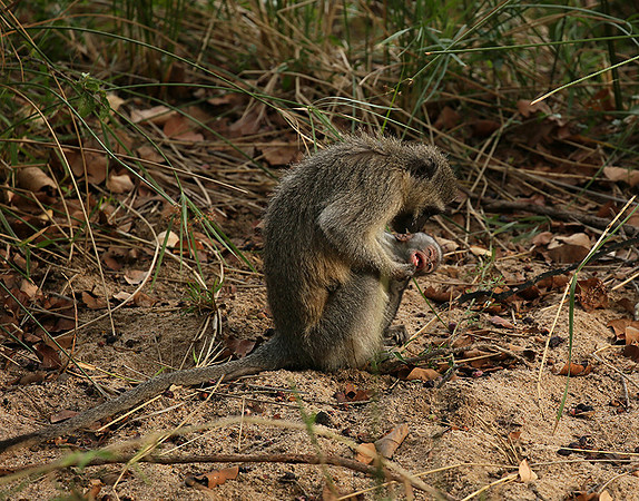 At Mala Mala game reserve