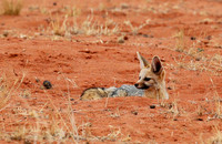 Bat-eared fox at Tswalu Kalahari game reserve