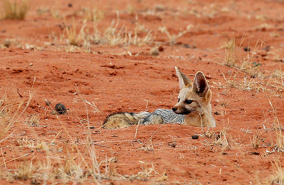 Bat-eared fox at Tswalu Kalahari game reserve