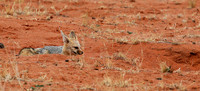 Bat-eared fox at Tswalu Kalahari game reserve