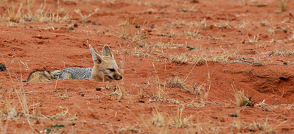 Bat-eared fox at Tswalu Kalahari game reserve