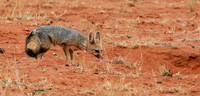 Bat-eared fox at Tswalu Kalahari game reserve