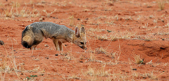 Bat-eared fox at Tswalu Kalahari game reserve