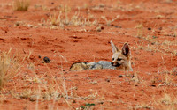 Bat-eared fox at Tswalu Kalahari game reserve