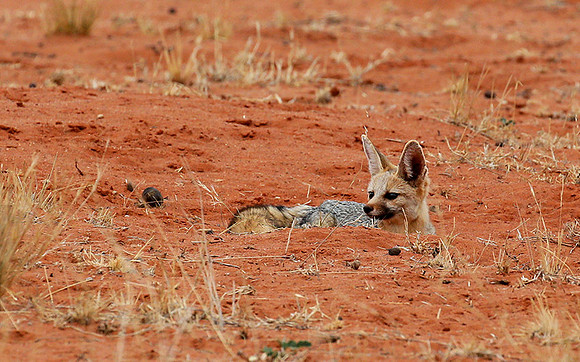 Bat-eared fox at Tswalu Kalahari game reserve