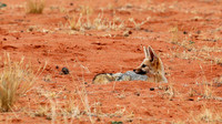 Bat-eared fox at Tswalu Kalahari game reserve