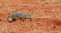 Bat-eared fox at Tswalu Kalahari game reserve