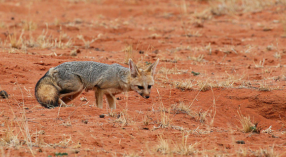Bat-eared fox at Tswalu Kalahari game reserve