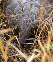 Masaï Mara