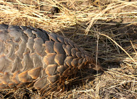 Masaï Mara