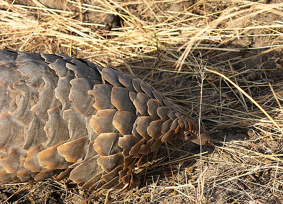 Masaï Mara