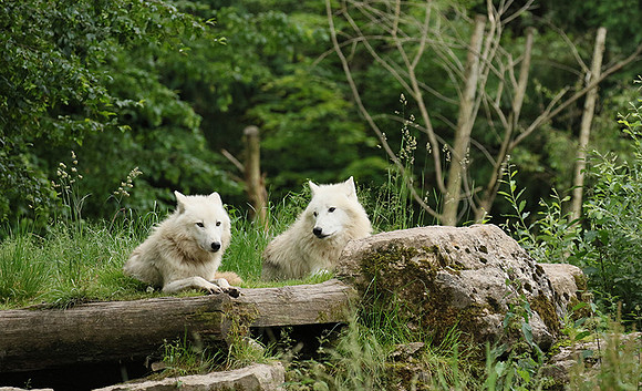 White wolves - Parc animalier de Ste Croix