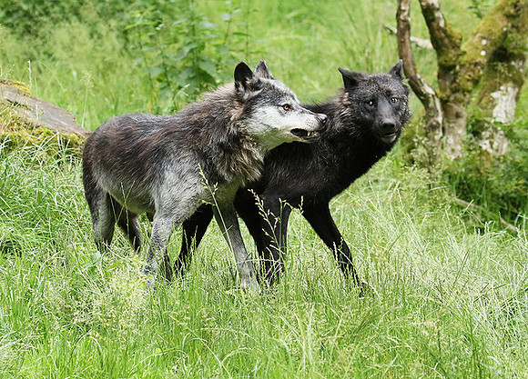 Black wolves - Parc animalier de Ste Croix