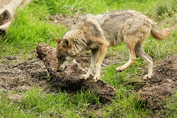 Grey wolves - Parc animalier de Ste Croix