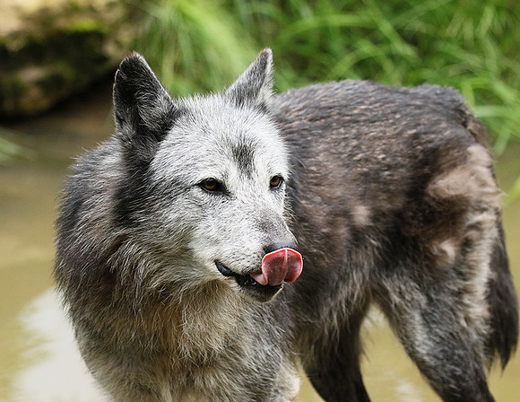 Black wolves - Parc animalier de Ste Croix