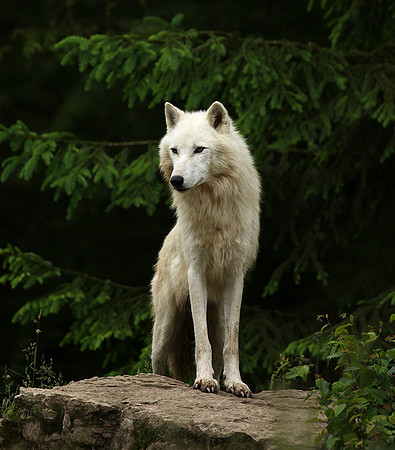White wolf - parc animalier de Ste Croix