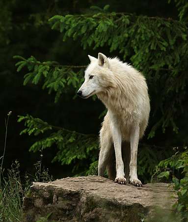 White wolf - parc animalier de Ste Croix