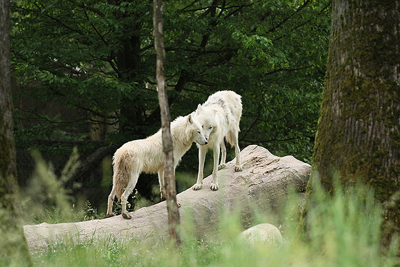 White wolves - Parc animalier de Ste Croix