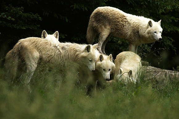 White wolves - Parc animalier de Ste Croix