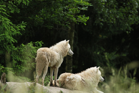 White wolves - Parc animalier de Ste Croix