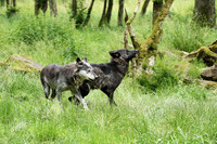 Black wolves - Parc animalier de Ste Croix