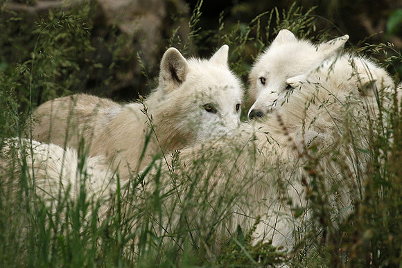 White wolves - Parc animalier de Ste Croix