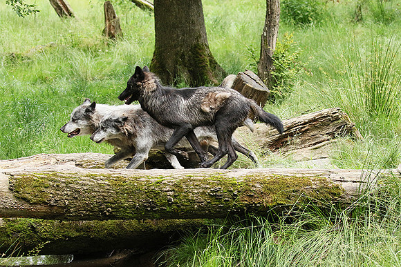 Black wolves - Parc animalier de Ste Croix