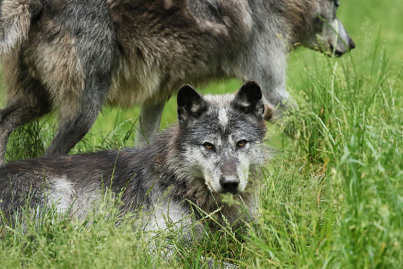 Black wolves - Parc animalier de Ste Croix