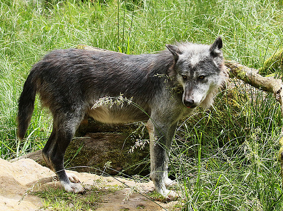 Black wolves - Parc animalier de Ste Croix