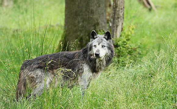 Black wolves - Parc animalier de Ste Croix
