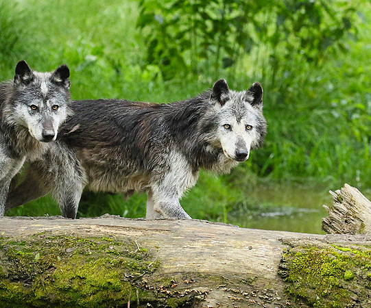 Black wolves - Parc animalier de Ste Croix