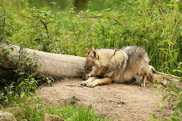 Grey wolves - Parc animalier de Ste Croix