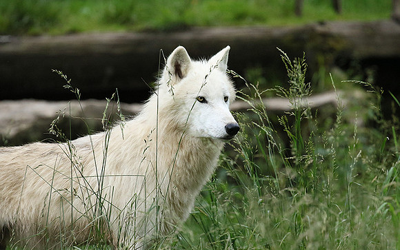 White wolves - Parc animalier de Ste Croix