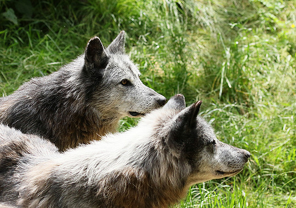 Black wolves - Parc animalier de Ste Croix